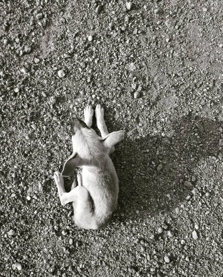 Top view of puppy sitting on the ground