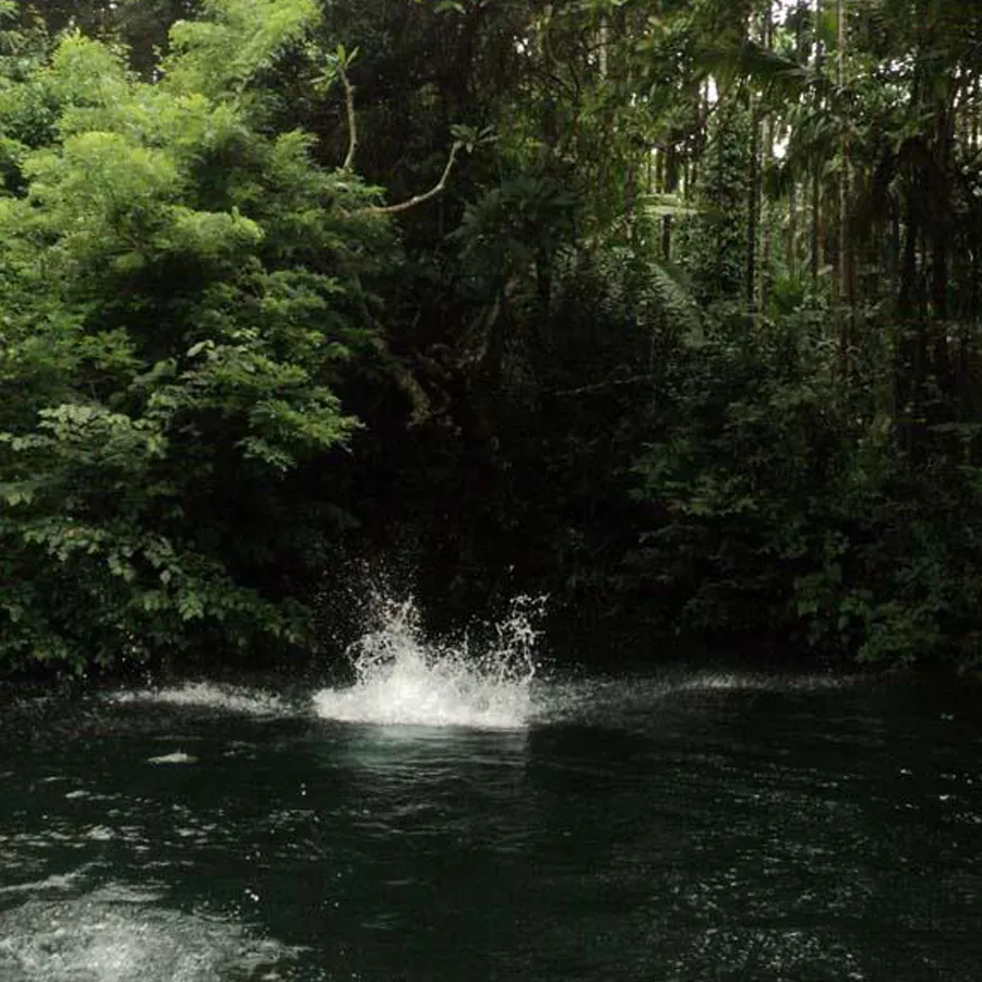 favourite pond 
